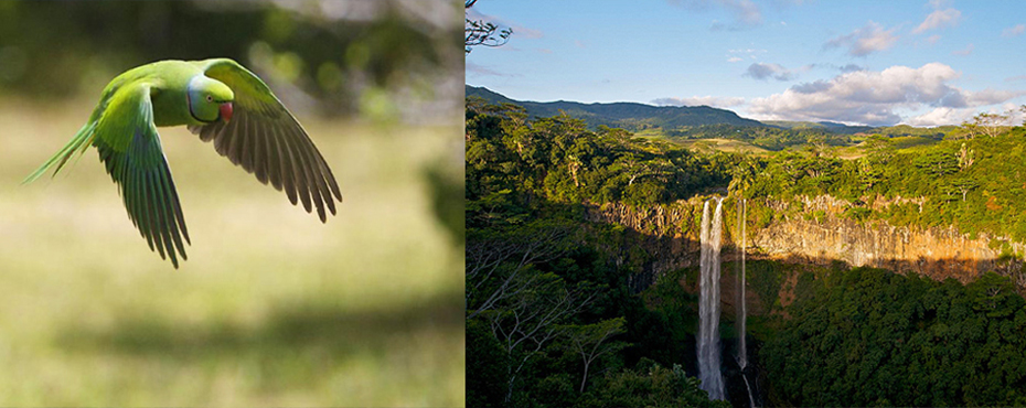 black river national park mauritius